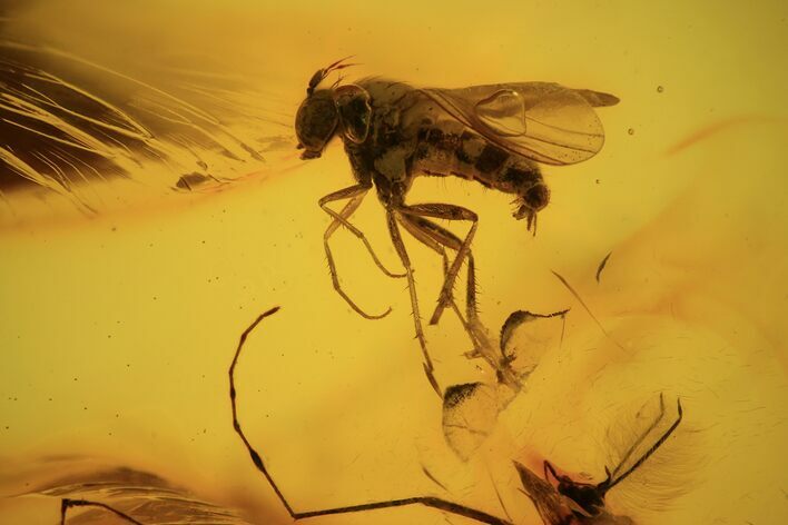 Detailed Fossil Fly (Diptera) In Baltic Amber #90865